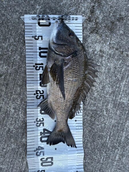 イチノ兄弟、釣果！