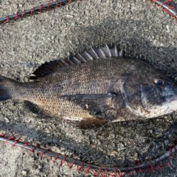 イチノ兄弟、釣果!