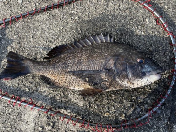 イチノ兄弟、釣果!