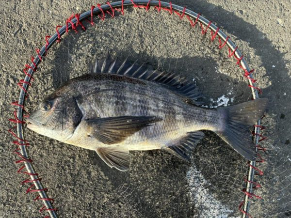 イチノ兄弟、釣果!