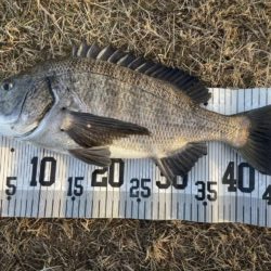 イチノ兄弟、釣果!