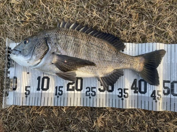 イチノ兄弟、釣果!