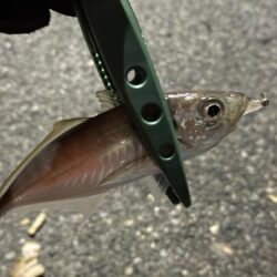 アジングは楽しい