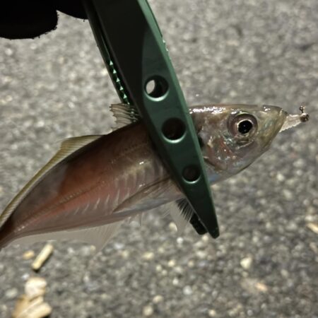 アジングは楽しい