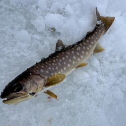 氷上サクラ咲く 2nd