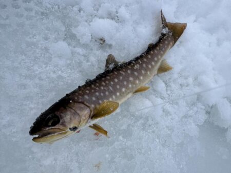 氷上サクラ咲く 2nd