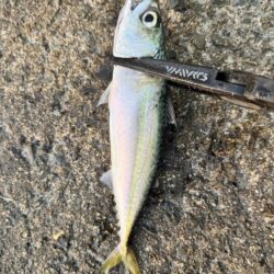 中アジを狙っての釣行しました！！