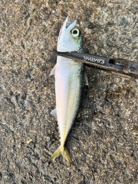 中アジを狙っての釣行しました！！