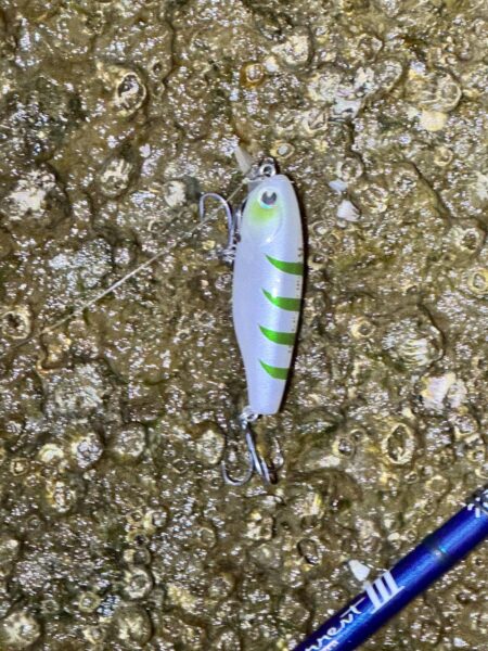 今年初のチニング