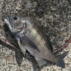 イチノ兄弟、釣果！