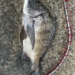 イチノ兄弟、釣果!