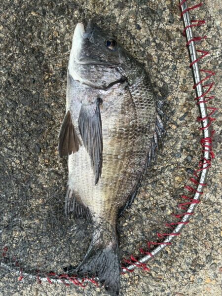 イチノ兄弟、釣果!