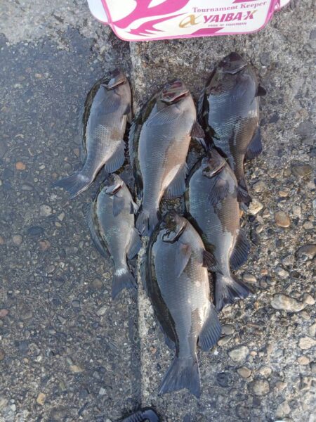 和歌山市江(吉丸渡船)で初釣り