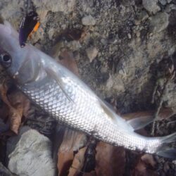1月の淡水魚釣行