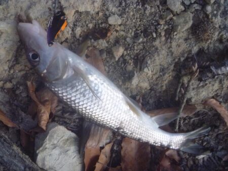 1月の淡水魚釣行