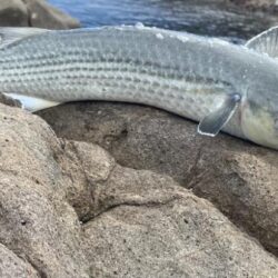 釣り始めフカセ