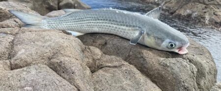 釣り始めフカセ