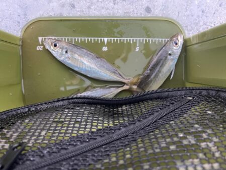 淡路島アジング