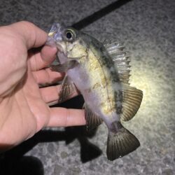 初釣りはメバリング