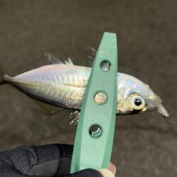 新春変態鯵釣行