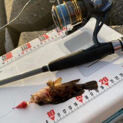 シロギスタ:2026年初釣行