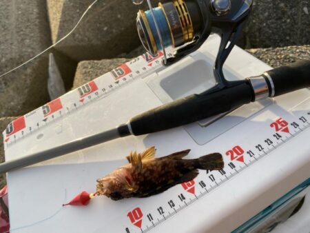 シロギスタ:2026年初釣行