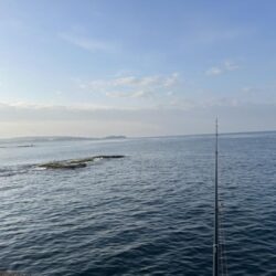 業務スーパーのムール貝！