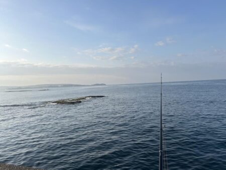 業務スーパーのムール貝！