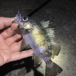 メバルはタイミング