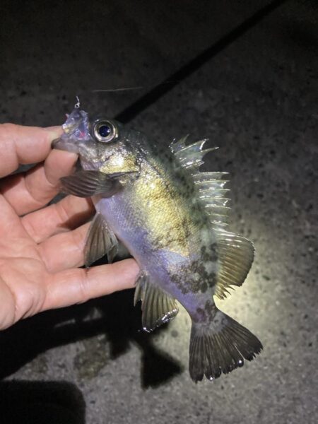 メバルはタイミング