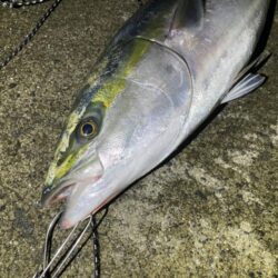 ブリブリのブリ。