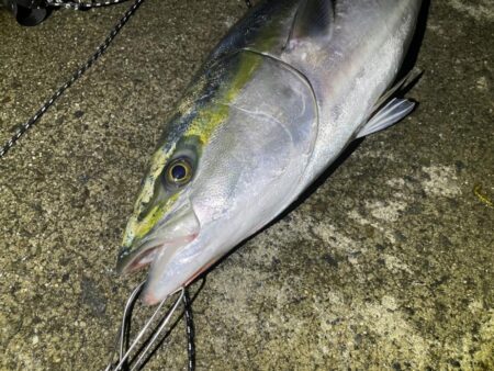 ブリブリのブリ。