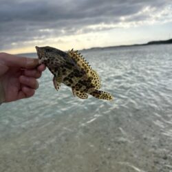 奄美釣り納め