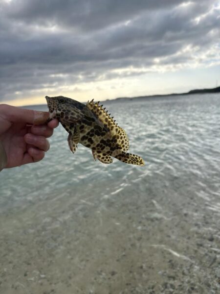 奄美釣り納め