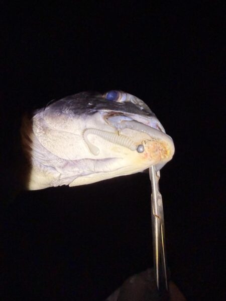 まるは釣具○○店激推しワームで一撃‼️