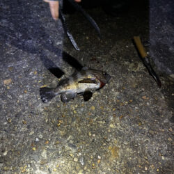 東二見メバル23