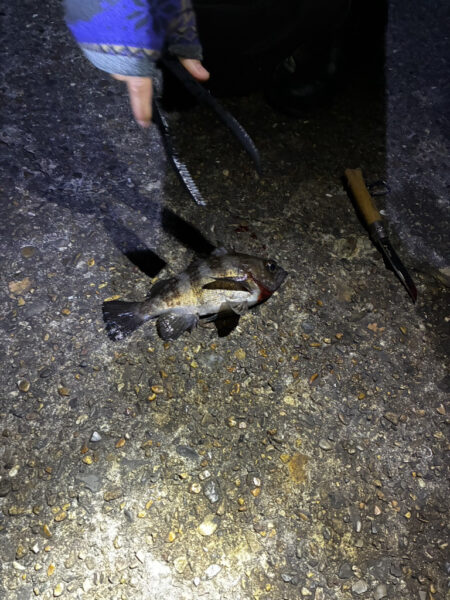 東二見メバル23