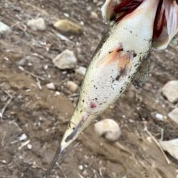 令和8年初バス🐟