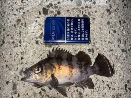 メバル②