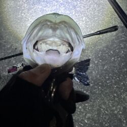 厳寒バチ抜けきた?