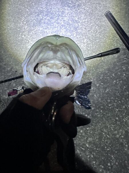 厳寒バチ抜けきた？