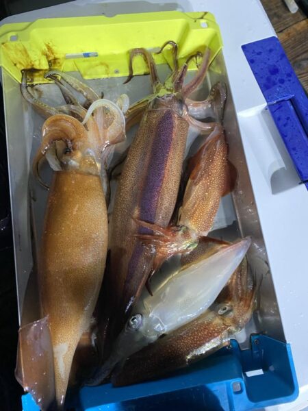 イカメタル調子良かったはずが…