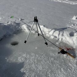 今年も開花しました！サクラとワカサギ 釣り