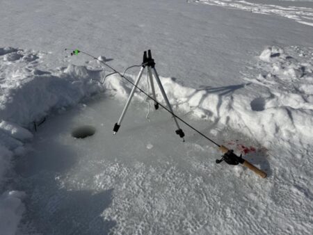 今年も開花しました！サクラとワカサギ 釣り