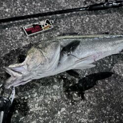 寒いのにニ投目、三投目でキャッチ！