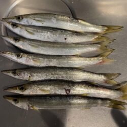 カマスの干物が食べたくて