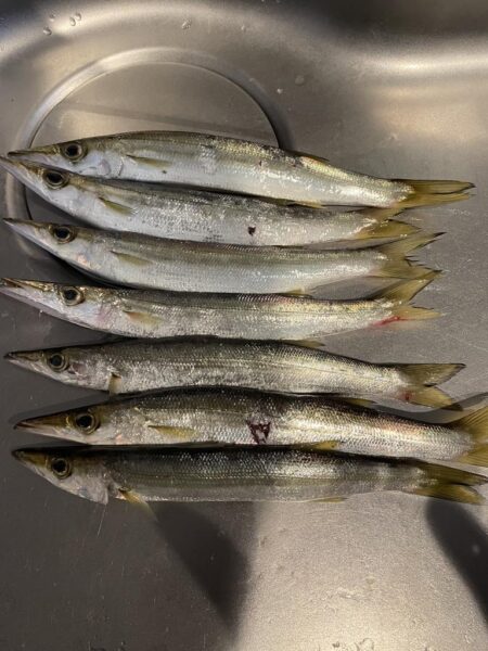 カマスの干物が食べたくて