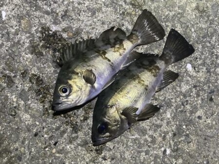 大寒波メバリング