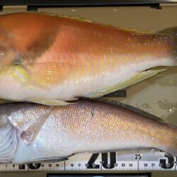 五目タイラバで目標達成