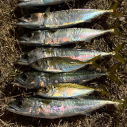 そろそろ終わり?